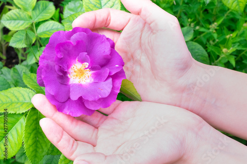 Beautiful blooming bright pink rose with green leaves is growing in young girl's hands, close up view