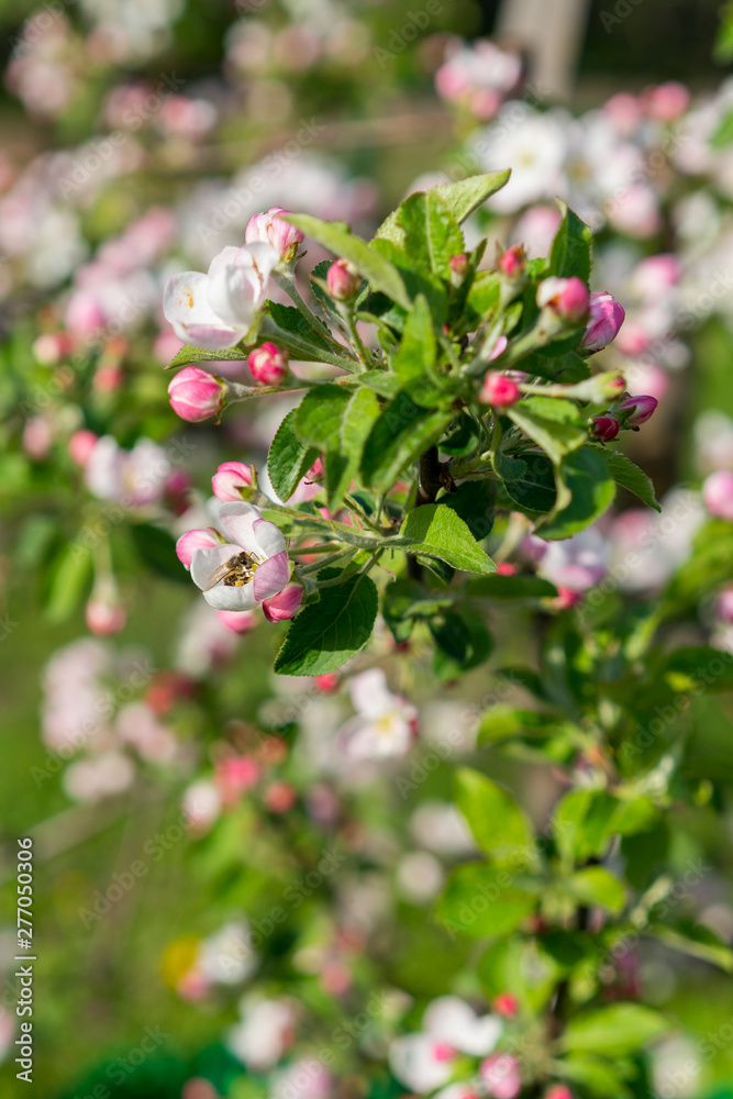 Honey bee pollinating apple blossom. The Apple tree blooms. Spring flowers. vertical photo Honey bee pollinating apple blossom. The Apple tree blooms. Spring flowers. vertical photo