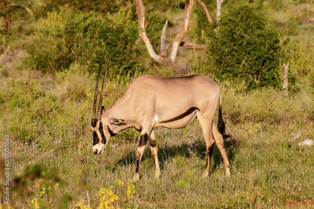 Fototapeta premium Lonely Oryx grazing in the savannah