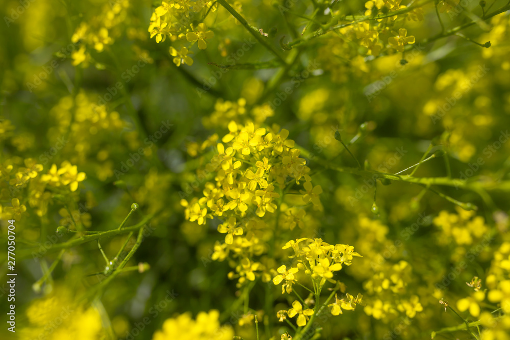 Small yellow flowers, perennial cruciferous weed Small yellow flowers, perennial cruciferous weed