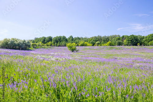 Fototapeta Naklejka Na Ścianę i Meble -  Rural natural landscape in sunny summer day.  Green violet alfalfa fields and blue sky