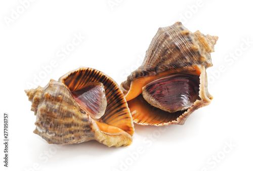 Two rapana clam.