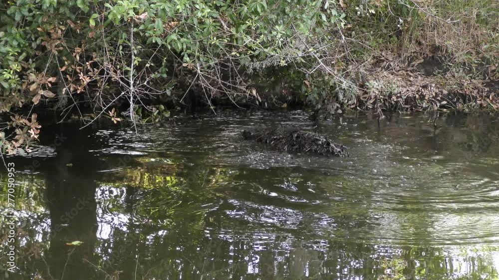 large alligator hits water with a loud splash in Florida canal large alligator hits water with a loud splash in Florida canal
