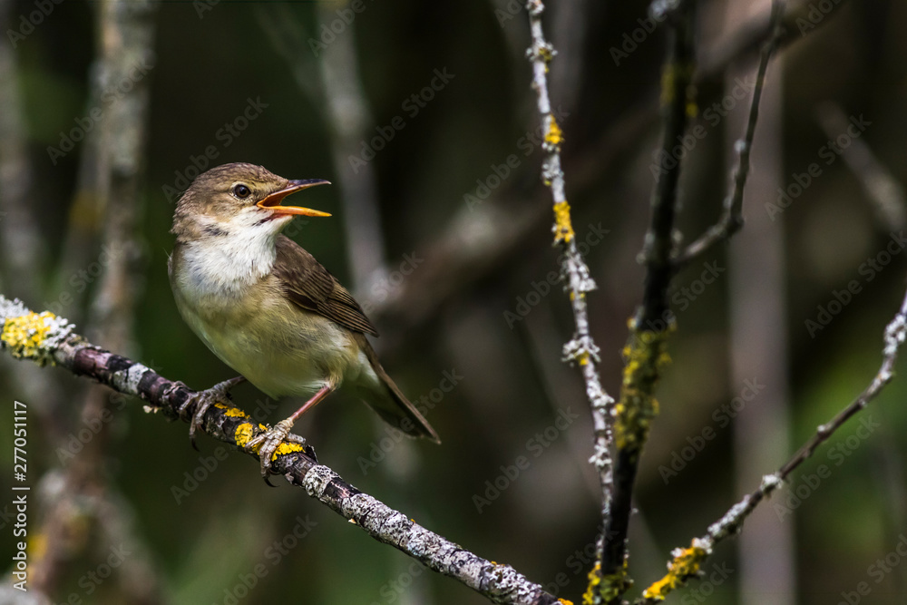Eurasian reed warbler(Acrocephalus scirpaceus)