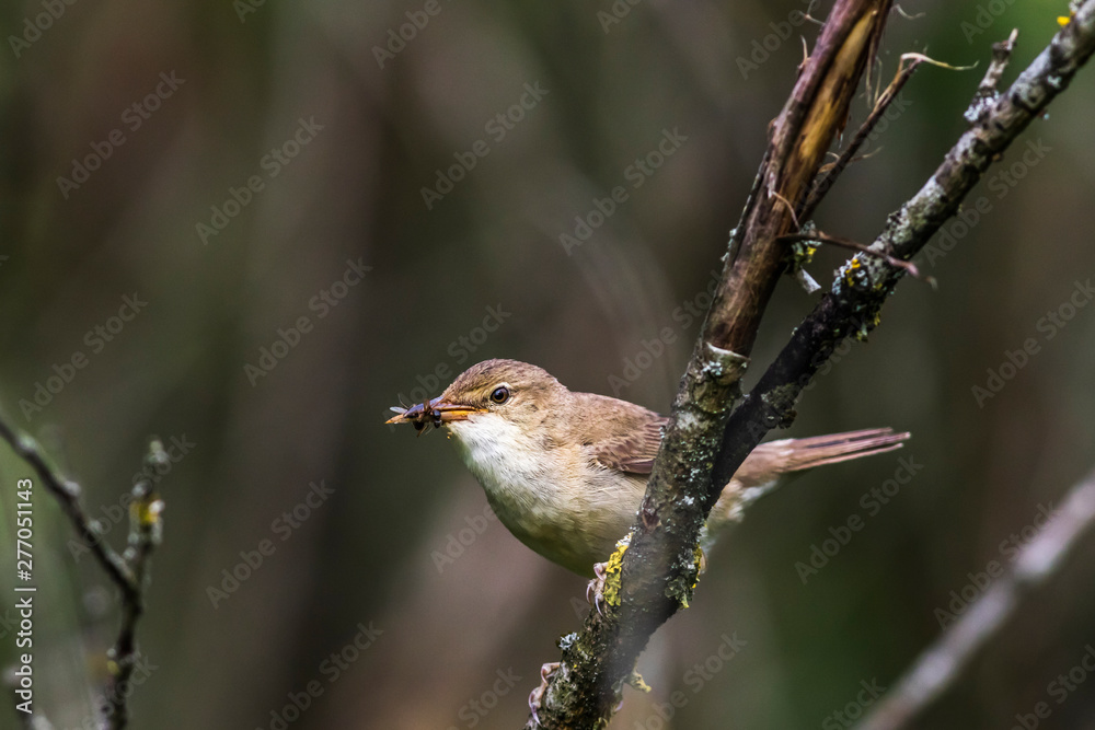 Eurasian reed warbler(Acrocephalus scirpaceus)