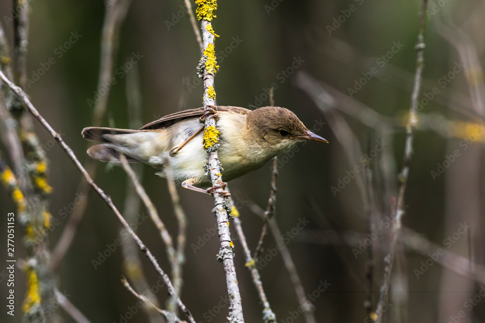 Eurasian reed warbler(Acrocephalus scirpaceus)