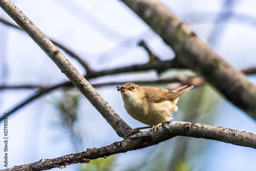 Eurasian reed warbler(Acrocephalus scirpaceus)