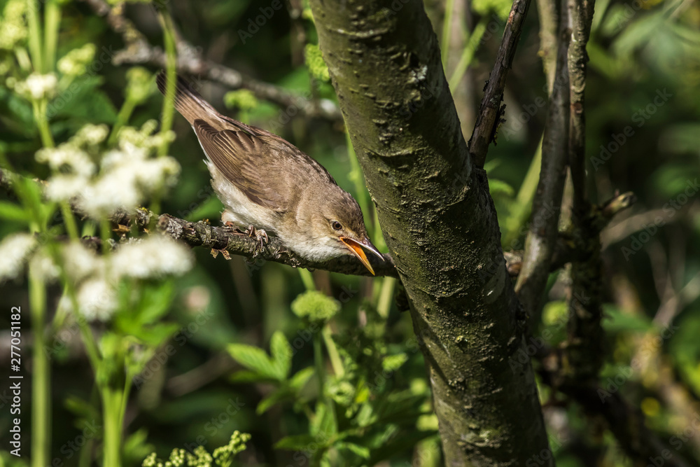 Eurasian reed warbler(Acrocephalus scirpaceus)