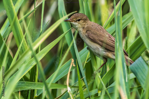 Obraz na płótnie Eurasian reed warbler(Acrocephalus scirpaceus) w salonie
