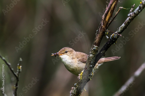 Obraz na płótnie Eurasian reed warbler(Acrocephalus scirpaceus) w salonie