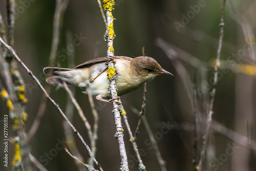 Obraz na płótnie Eurasian reed warbler(Acrocephalus scirpaceus) w salonie