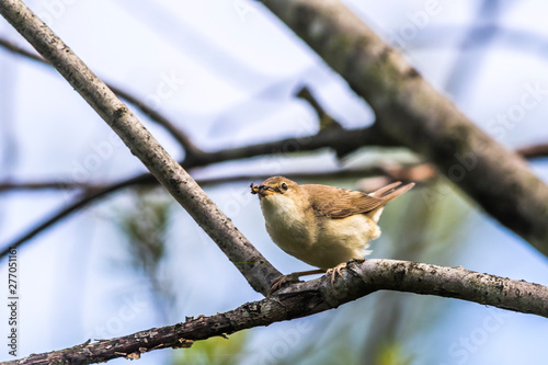Obraz na płótnie Eurasian reed warbler(Acrocephalus scirpaceus) w salonie