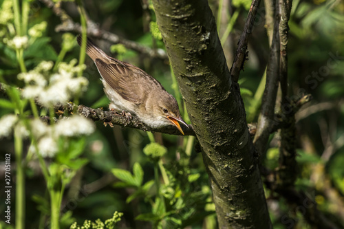 Obraz na płótnie Eurasian reed warbler(Acrocephalus scirpaceus) w salonie