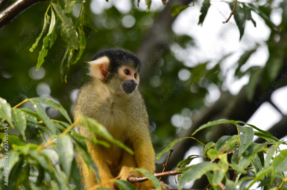 Squirrel Monkey pensively looks on Squirrel Monkey pensively looks on