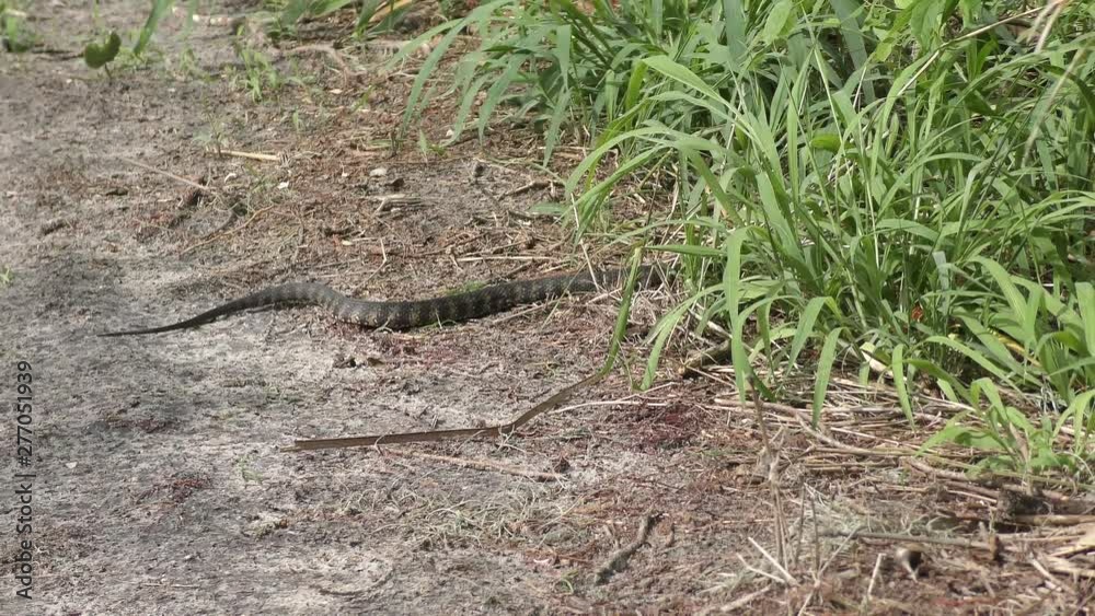 banded water snake slithers in Florida wetlands banded water snake slithers in Florida wetlands