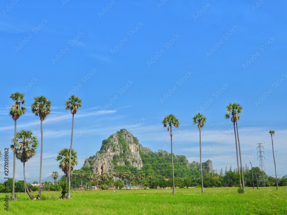 Fototapeta premium landscape with palm trees and blue sky