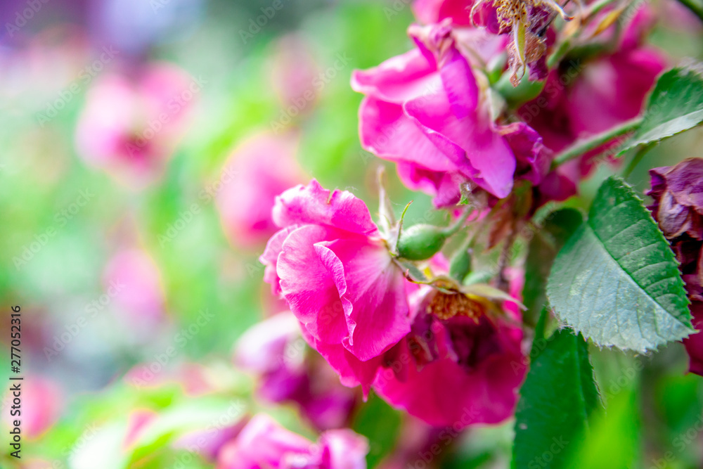 Flowering pink roses in the garden.background, copy space. Flowering pink roses in the garden.background, copy space.