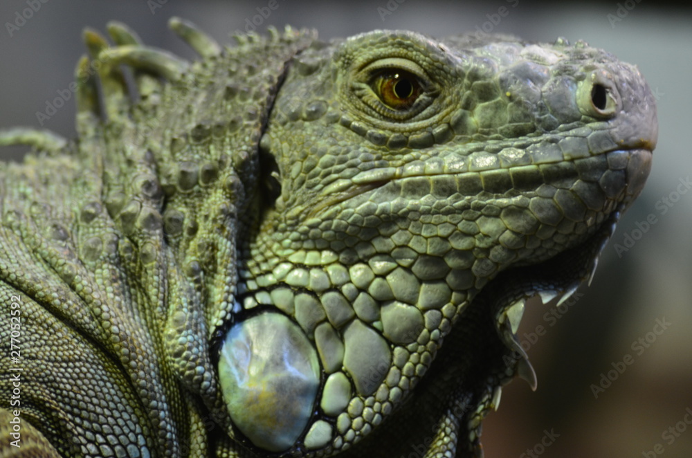 Close-up of an Iguana