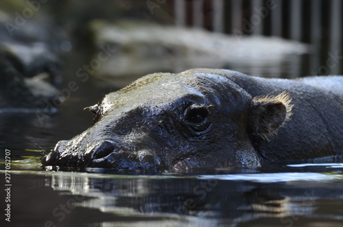 Pygmy Hippopotamus about to submerge © Colin Flashman