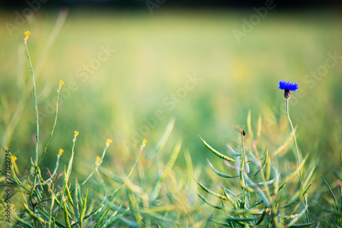Beautiful colza field with blue flowers