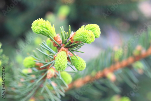 Branch of Christmas tree with young green needles close-up