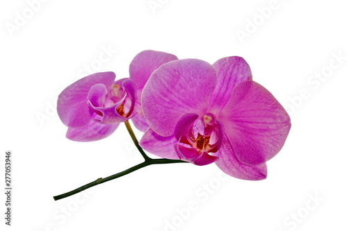Fototapeta Naklejka Na Ścianę i Meble -  Beautiful pink orchid isolated on a white background