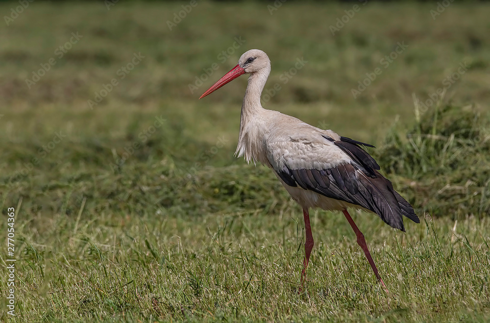 Fototapeta premium white stork on green grass