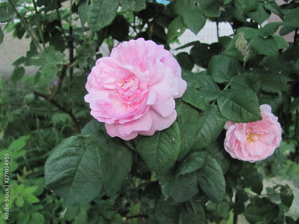 two light pink roses and green leaves two light pink roses and green leaves