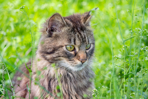 Portrait of a young fluffy cat in green grass_