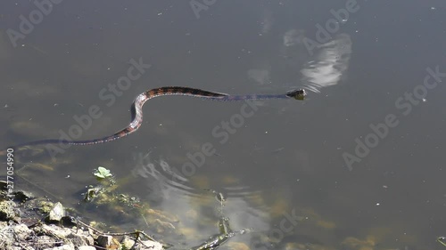 banded water snake swims in a pond in Florida