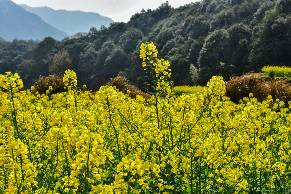 Crops in Wuyuan County, Shangrao City, Jiangxi, China: rape flowers
