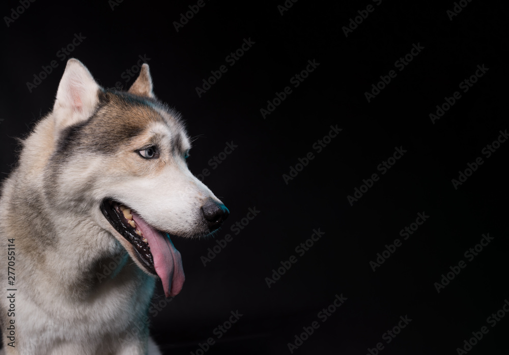 Siberian Husky sitting in front of a black background. Portrait of husky dog with blue eyes in studio. Dog looks at right. Copy space Siberian Husky sitting in front of a black background. Portrait of husky dog with blue eyes in studio. Dog looks at right. Copy space