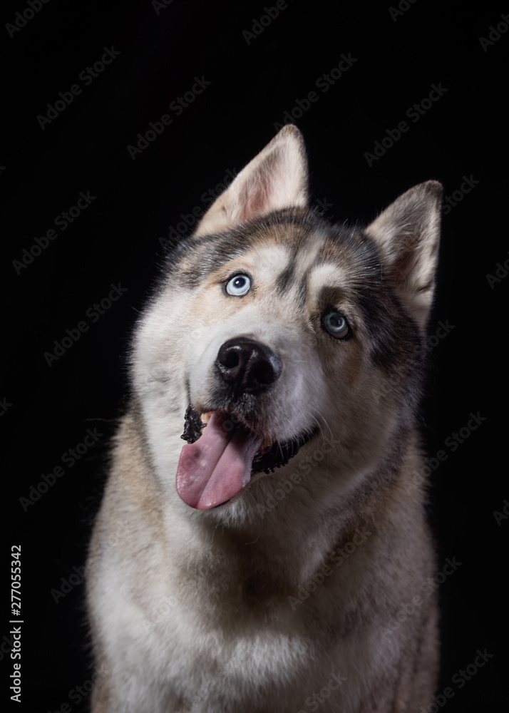Siberian Husky sitting in front of a black background. Portrait of husky dog with blue eyes in studio. Dog looks up. Copy space