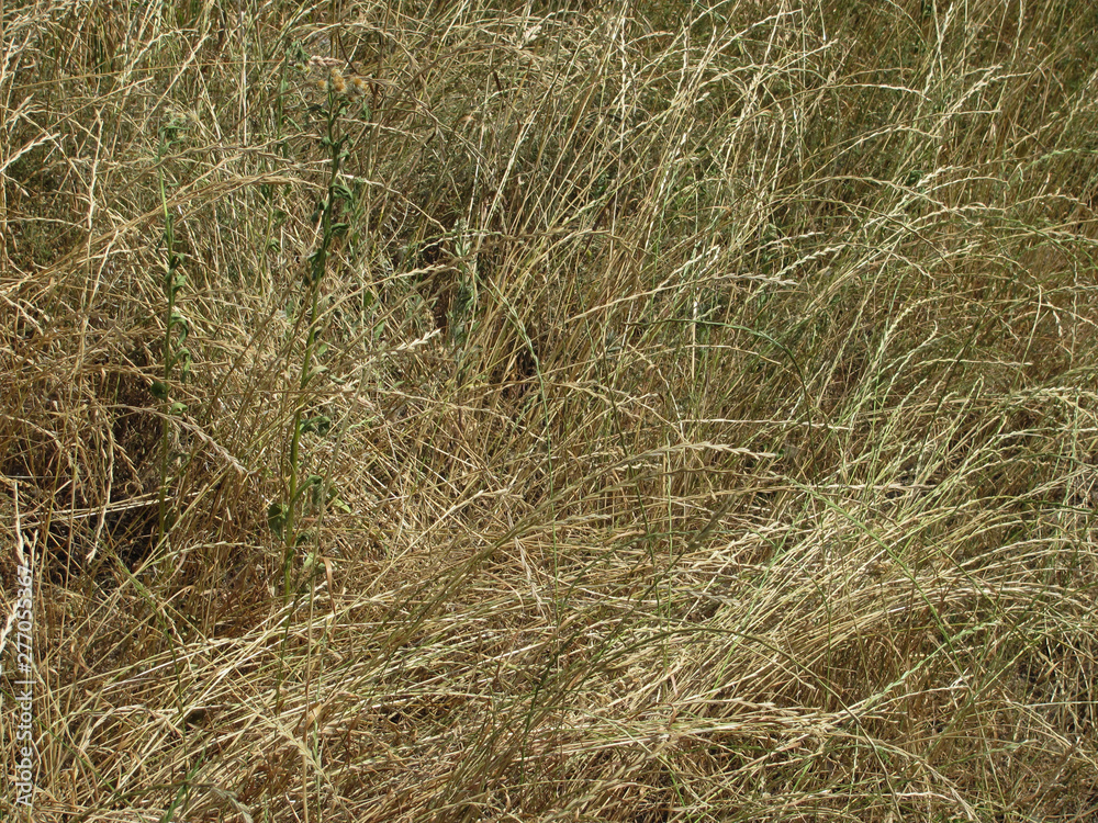 dry lush grass background