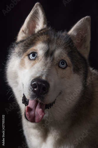 Siberian Husky sitting in front of a black background. Portrait of husky dog with blue eyes in studio. Cinema noir light. Copy space