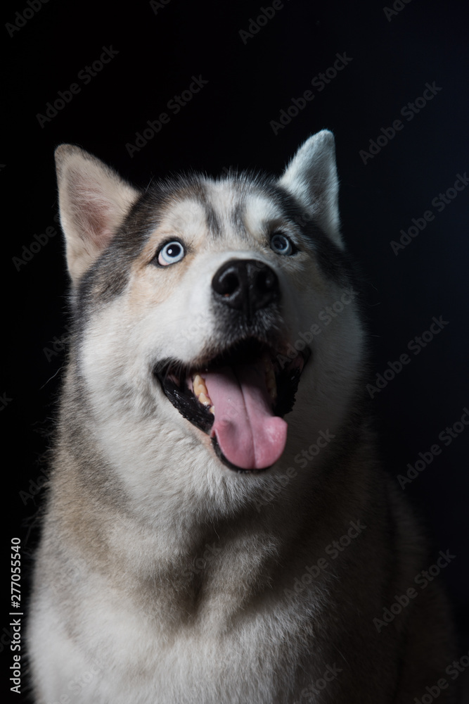 Siberian Husky sitting in front of a black background. Portrait of husky dog with blue eyes in studio. Dog looks up. Copy space Siberian Husky sitting in front of a black background. Portrait of husky dog with blue eyes in studio. Dog looks up. Copy space
