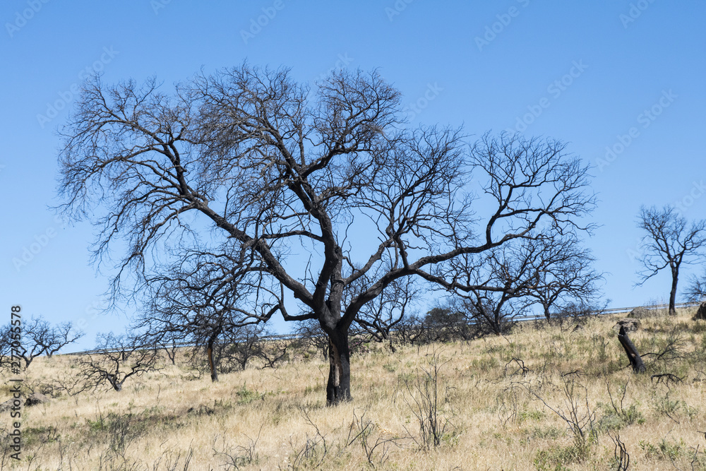 Encinas burned and charred after the passage of a forest fire in the dehesa of Andalusia Encinas burned and charred after the passage of a forest fire in the dehesa of Andalusia