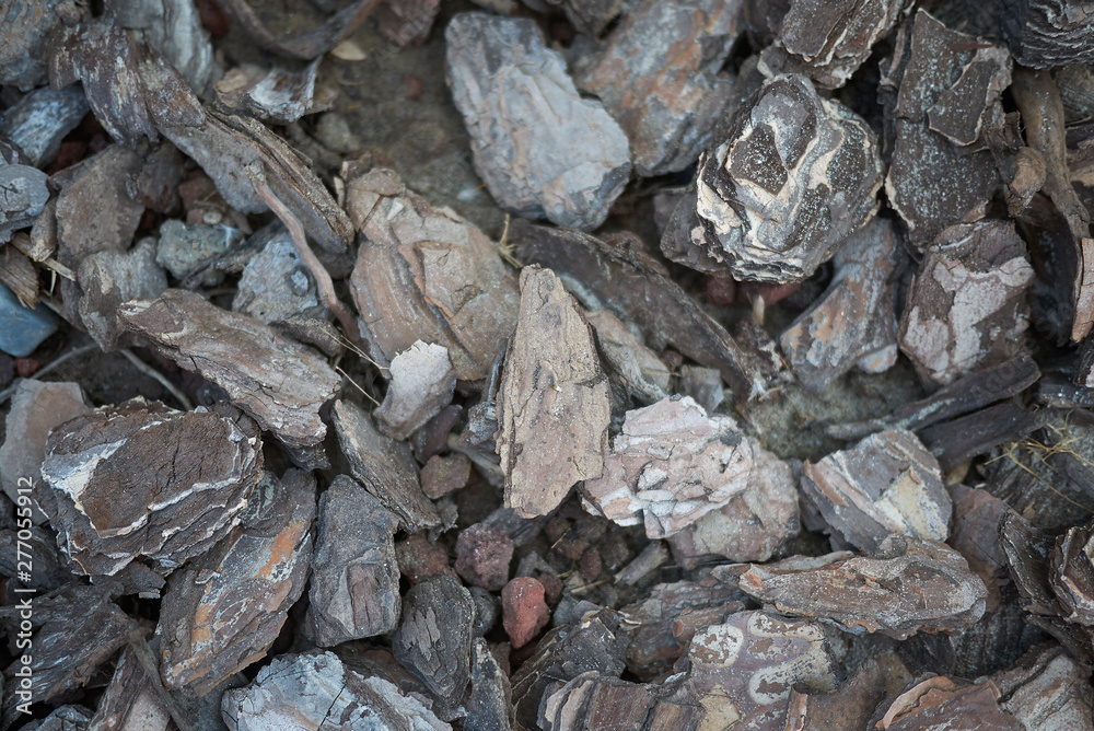 View of tree bark in a flowerbed. View of tree bark in a flowerbed.