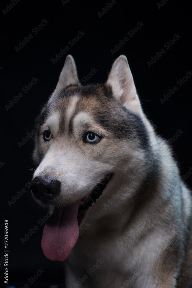Obraz premium Siberian Husky sitting in front of a black background. Portrait of husky dog with blue eyes in studio. Copy space
