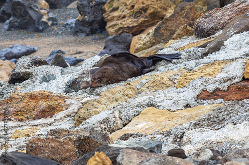 Seal at Oamaru Blue Penguin Colony