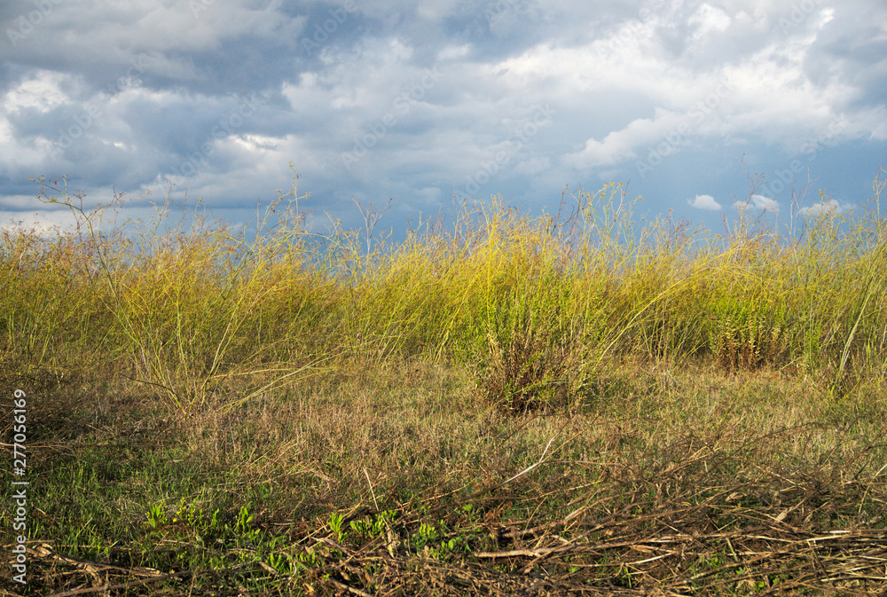 wild grass and shrubbery by Cabras pond nature reserve, Sardinia, Italy wild grass and shrubbery by Cabras pond nature reserve, Sardinia, Italy