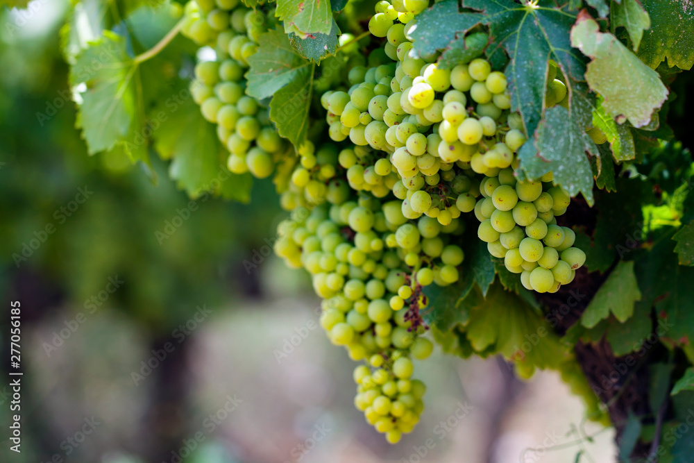 Grapes growing in the vineyard Grapes growing in the vineyard