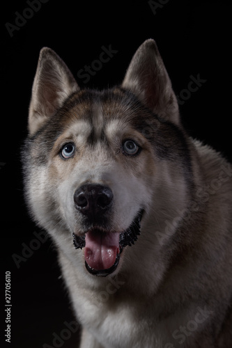 Siberian Husky sitting in front of a black background. Portrait of husky dog with blue eyes in studio. Dog looks up. Copy space