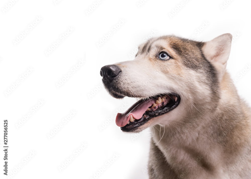 Cute Siberian Husky sitting in front of a white background. Portrait of husky dog with blue eyes isolated on white. Dog looks at left. Copy space