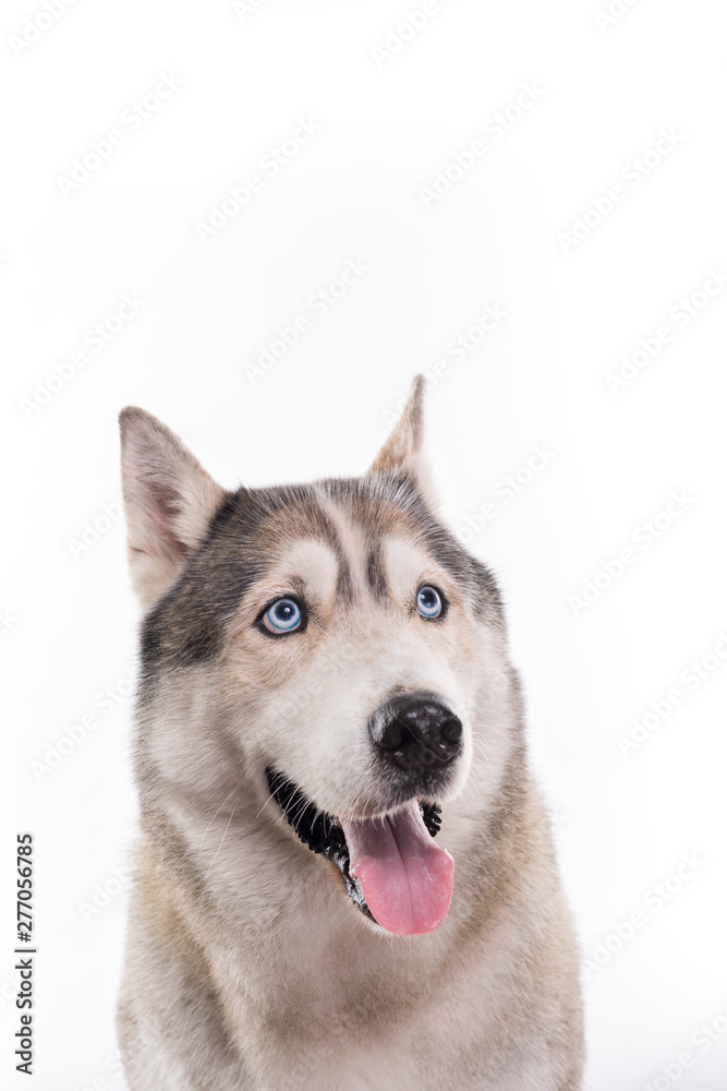 Cute Siberian Husky sitting in front of a white background. Portrait of husky dog with blue eyes isolated on white. Copy space