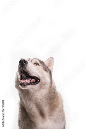 Cute Siberian Husky sitting in front and looking up. Portrait of husky dog with blue eyes isolated on white background. Copy space