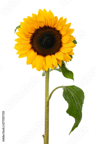 Close up front side of yellow blooming sunflower with long stem and leafs. Isolated on white background.