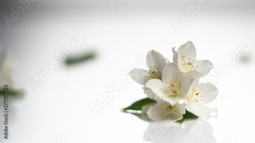 Fototapeta Naklejka Na Ścianę i Meble -  Jasmine flower on the white background,select focus