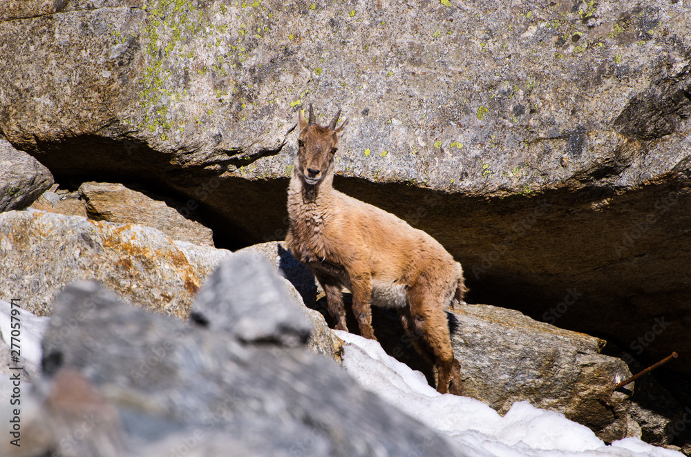 Naklejka premium Young Ibex on the stone in Gran Paradiso national park fauna wildlife, Italy Alps mountains