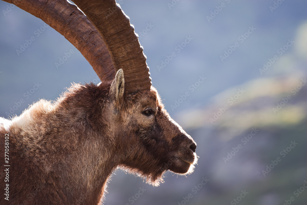 Old Ibex close up portrait. Gran Paradiso national park fauna wildlife, Italy Alps mountains